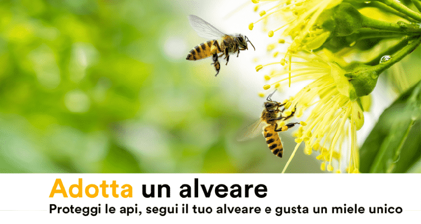 Adotta un alveare 3Bee